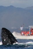 Whale Watching